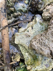 Pyrgulopsis deserta
