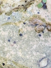 Pyrgulopsis deserta