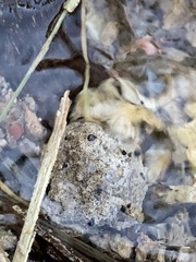 Pyrgulopsis deserta