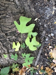 Liriodendron tulipifera