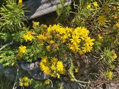 Arrowsmithia tenuifolia