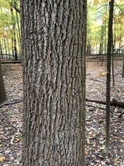 Liriodendron tulipifera