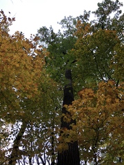 Liriodendron tulipifera