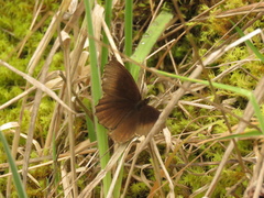 Panyapedaliodes drymaea