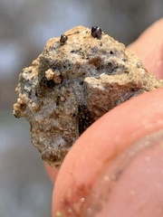 Pyrgulopsis deserta