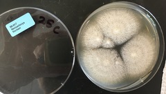 Aspergillus fischeri