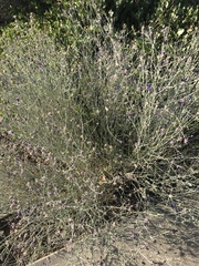 Psorothamnus scoparius