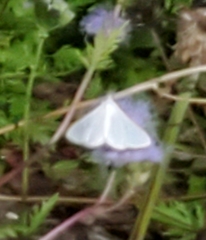 Diaphania costata