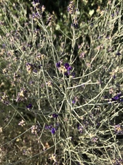 Psorothamnus scoparius