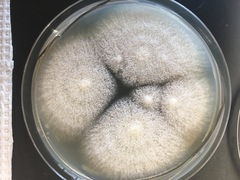 Aspergillus fischeri
