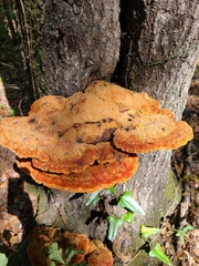 Inonotus