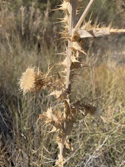 Cirsium mohavense