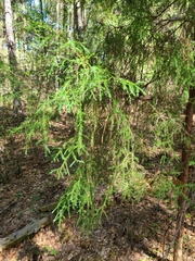 Juniperus virginiana
