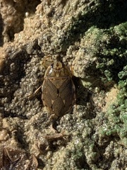 Ambrysus mormon