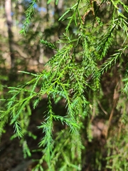 Juniperus virginiana