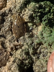 Ambrysus mormon