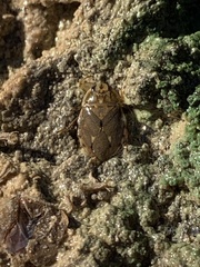 Ambrysus mormon