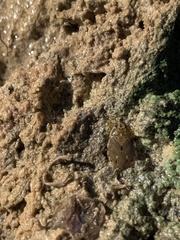 Ambrysus mormon