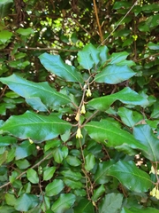 Elaeagnus pungens
