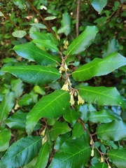 Elaeagnus pungens