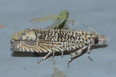 Eucosma argutipunctana