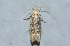Eucosma argutipunctana