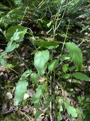 Euonymus occidentalis