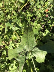 Cercospora malayensis