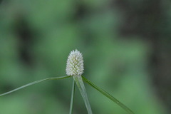 Cyperus sesquiflorus