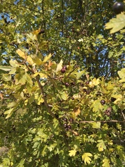 Crataegus pentagyna