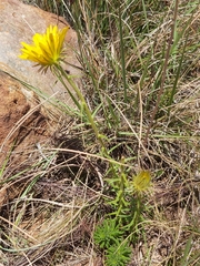 Berkheya subulata subulata