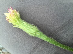 Leontodon asperrimus