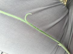 Leontodon asperrimus