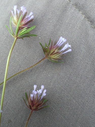 Asperula orientalis, photograph 1