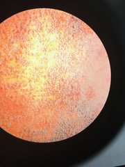 Aspergillus ruber