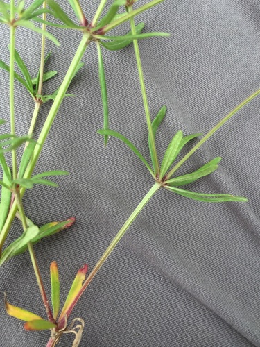 Asperula orientalis, photograph 2