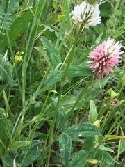 Trifolium montanum