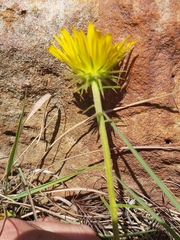 Berkheya subulata subulata