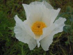 Argemone albiflora texana
