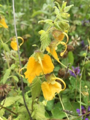 Rhynchocorys orientalis