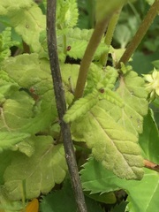 Rhynchocorys orientalis