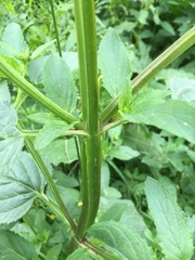 Scrophularia umbrosa