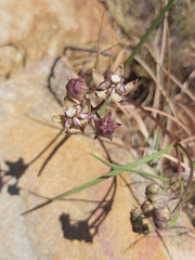 Asclepias cucullata