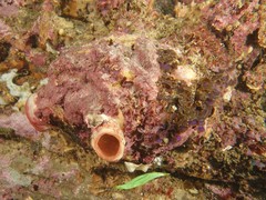 Mauve-Mouth Ascidian photo 2