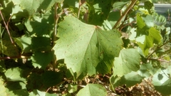 Vitis rupestris