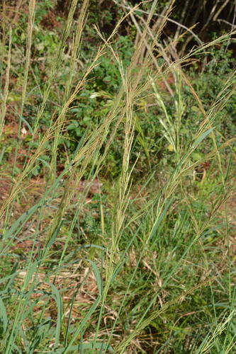 Image of Dinebra nealleyi by (c) Dan Johnson, some rights reserved (CC BY)