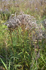 Solidago canadensis