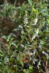 Melilotus albus