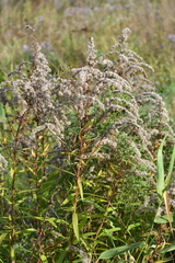 Solidago canadensis
