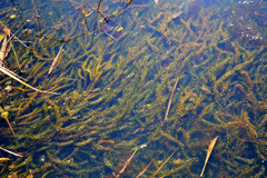 Elodea canadensis